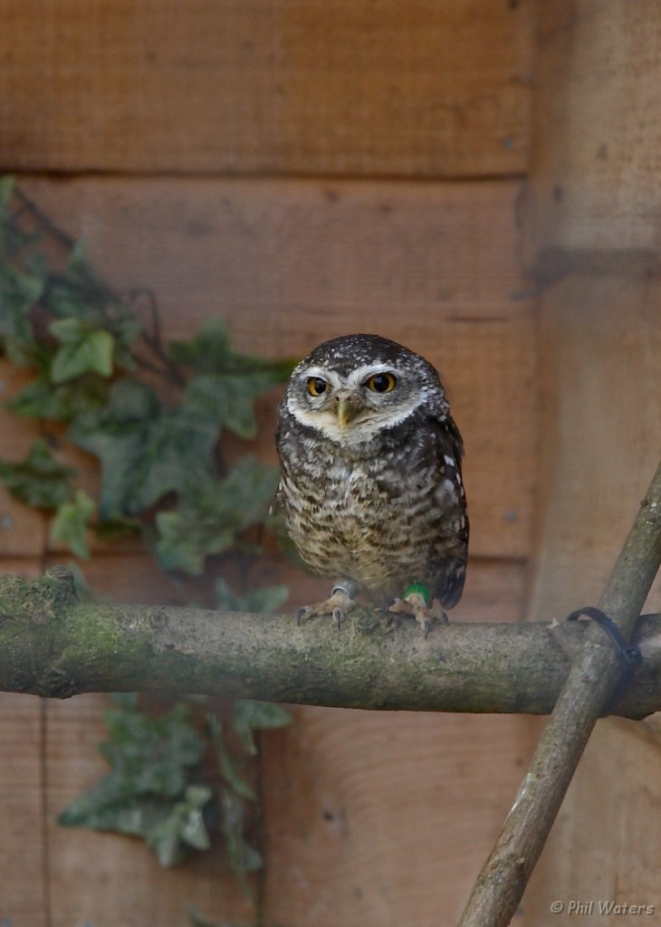 Hawk_Conservancy 096.jpg